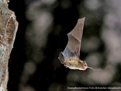 Bat tours at PaM 2025