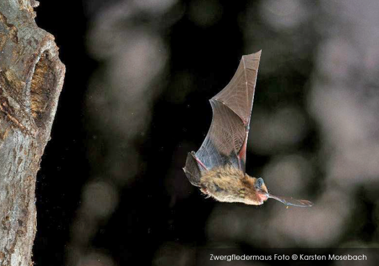 Bat tours at PaM 2025