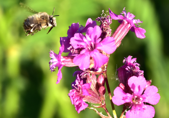 Wilde Kräuter und Wildbienen