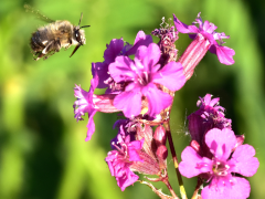 Wild herbs and wild bees