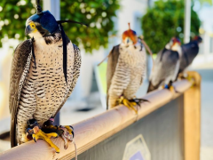 Falconry Day