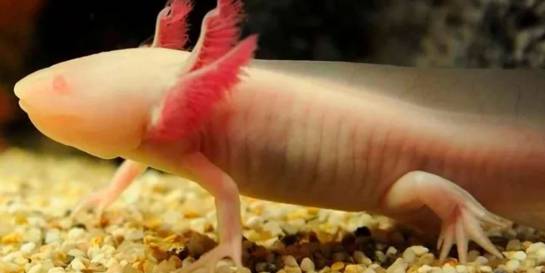 AXOLOTL
